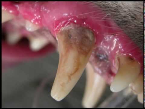 teeth.jpg