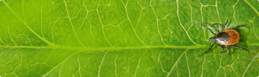 tick_leaf_banner_med_hr-2.jpeg
