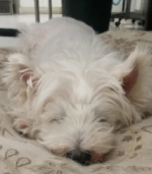 In loving memory of Isla (2000-2017) While Isla was Dr. Quinn's family pet, she really became part of the Nelson family as she spent virtually all of her time at the clinic making sure things were running smoothly. Isla had her favourite chair in the treatment area that gave her a good vantage point to supervise all the goings on, and she would stand and bark at the chair until someone would give her a boost up. Belly rubs were a favourite and she could always manage to get one out of anybody by rolling over and kicking her legs in the air. There was certainly a lot of personality packed into a very little package - Isla is missed by everyone here at Nelson and will be remembered with love always xo