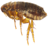 flea.png