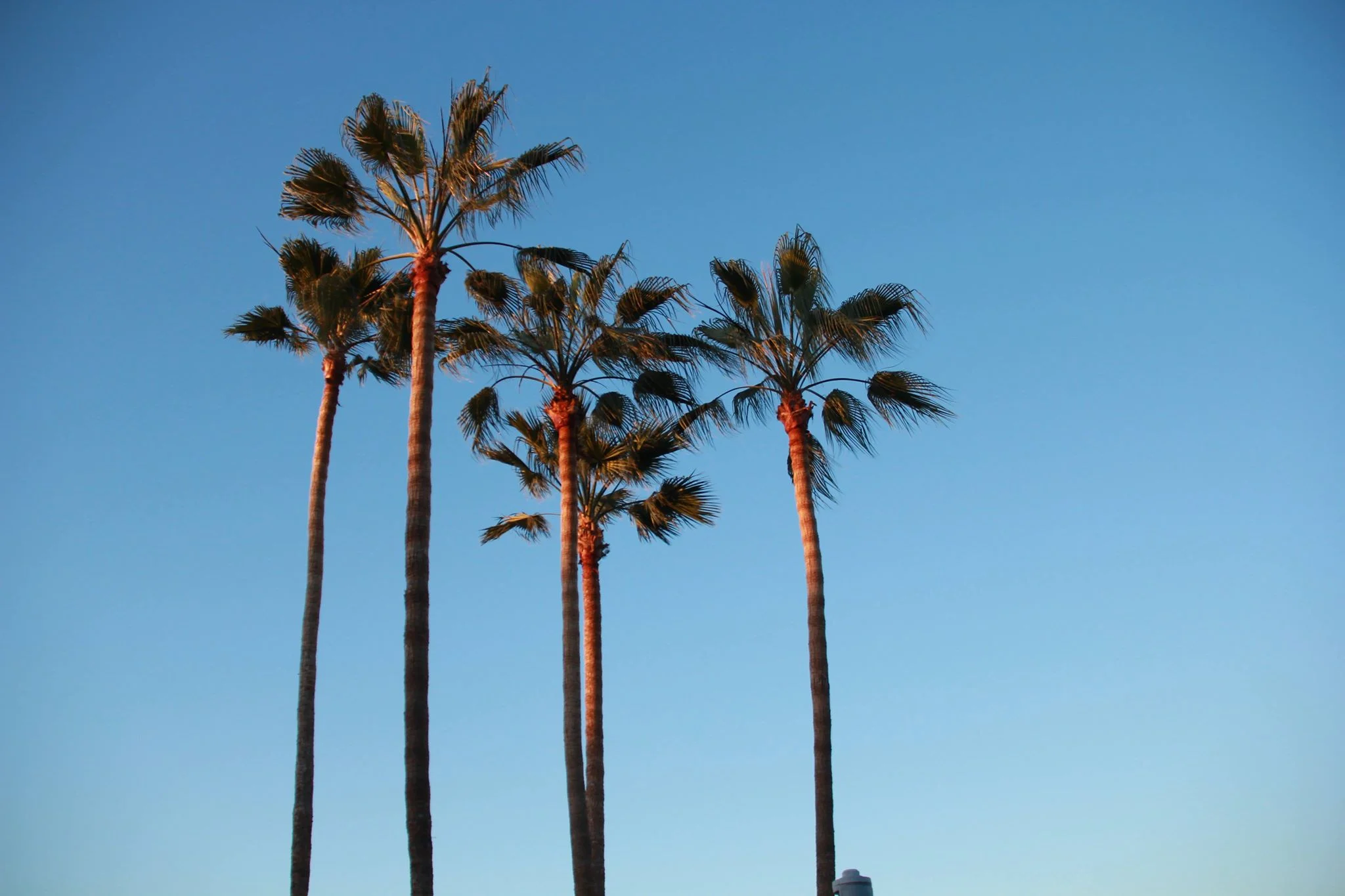 Palm trees in San Jose, California. Photo by Kitty Lo.