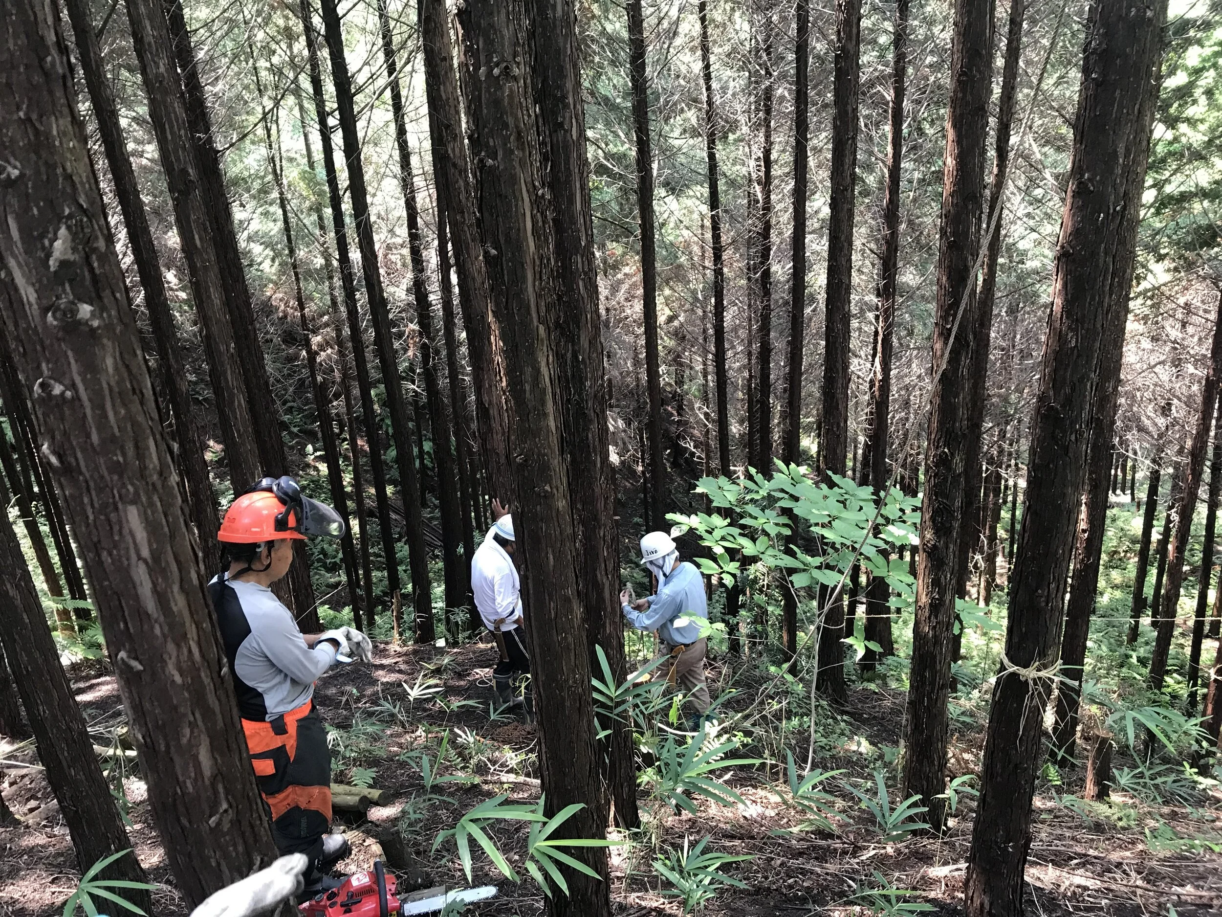 After cutting down the trees, we had to peel the tree because only the core could be used for making artifacts. All the trees after peeling would be carried down the mountain and kept together. Photo Courtesy: Kaizhao (Zero) Lin