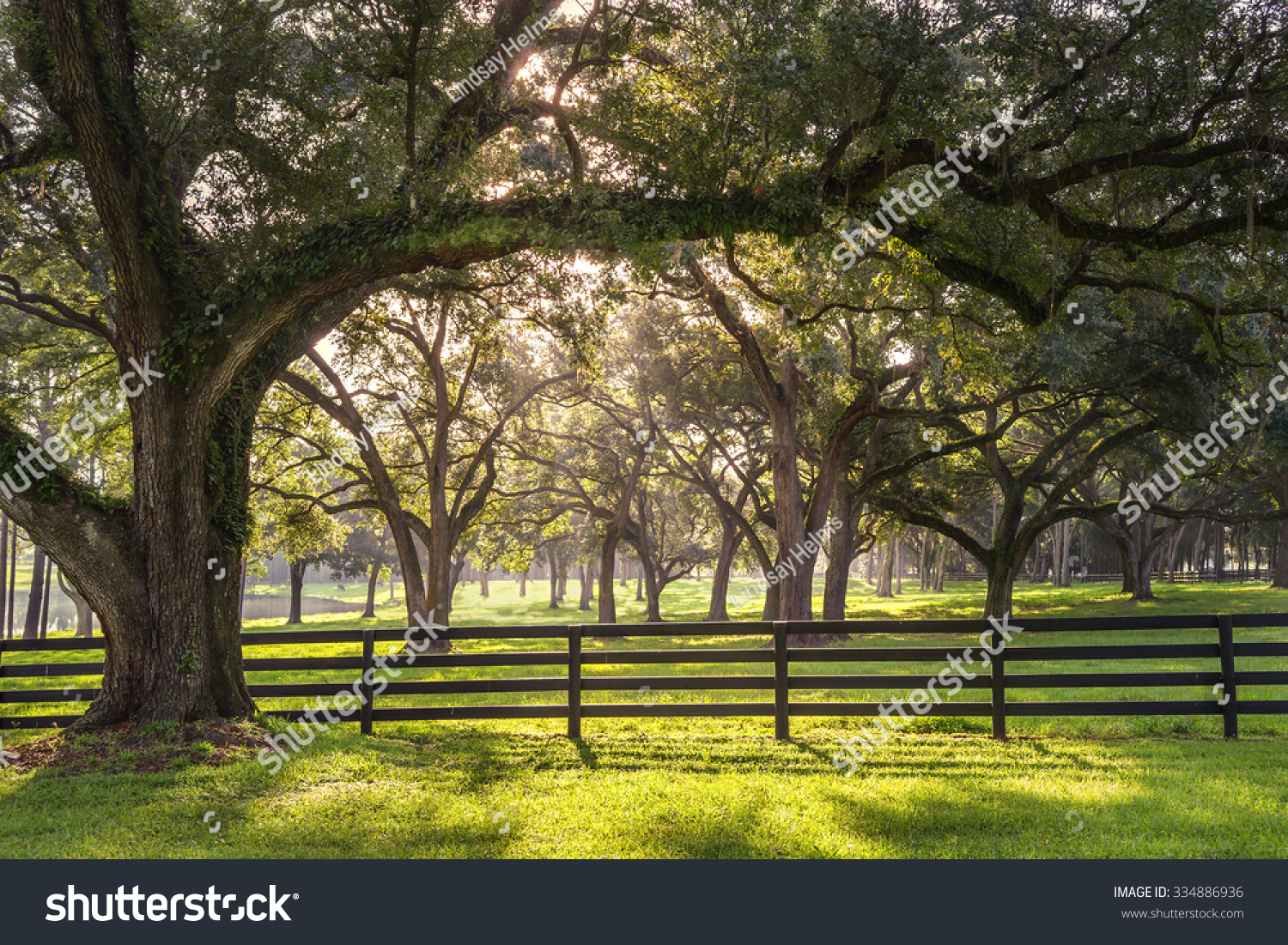 stock-photo-large-oak-tree-branch-with-farm-fence-in-the-rural-countryside-at-a-farm-or-ranch-looking-serene-334886936.jpg