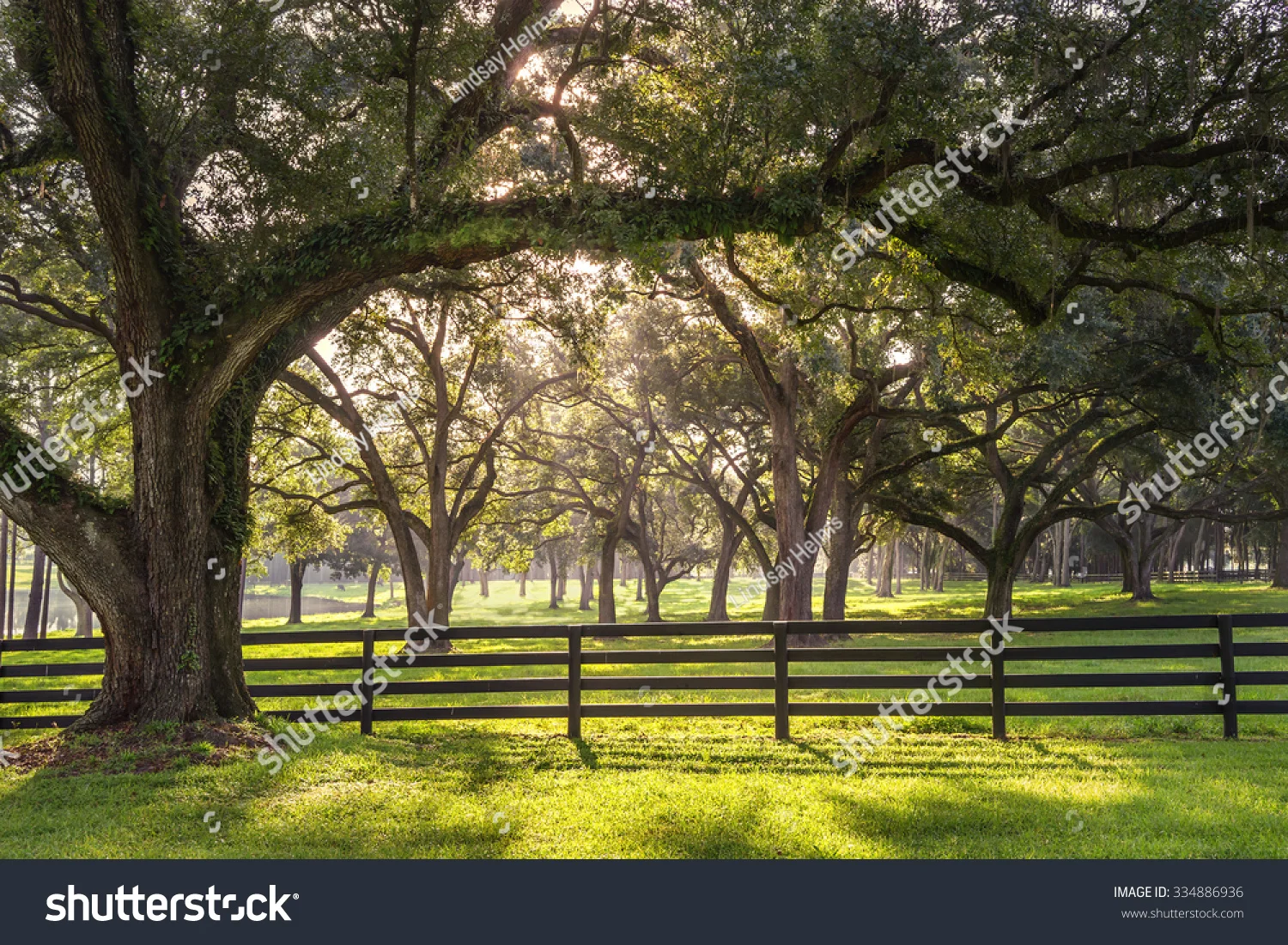 stock-photo-large-oak-tree-branch-with-farm-fence-in-the-rural-countryside-at-a-farm-or-ranch-looking-serene-334886936.jpg