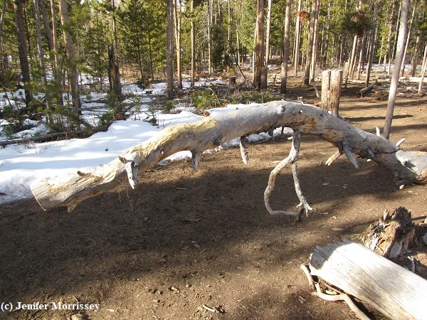 Wood chewing isn't exclusively reserved for fences. Some pony has worked on this fallen lodgepole tree.
