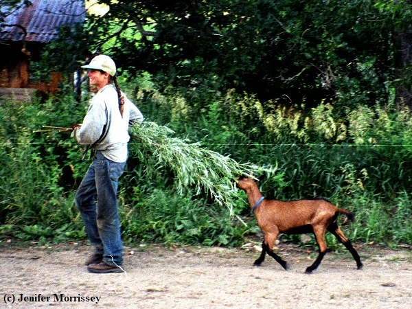 I was once so desperate to redirect one pony's behavior that every evening I harvested willow switches for him to chew on. Yes, the goats often got some, too!