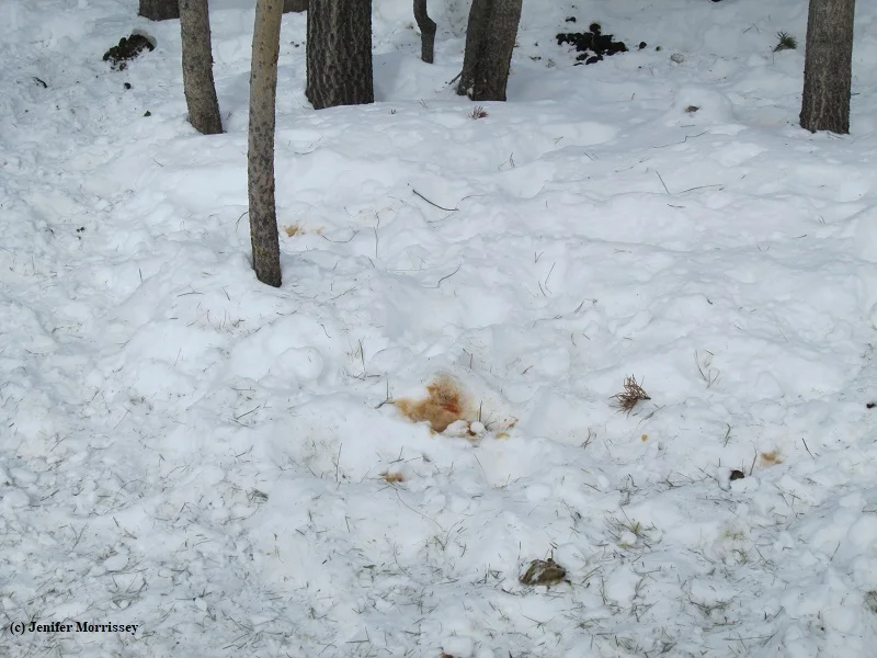 190305 red urine in snow.jpg