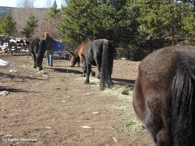 A Dry Lot as a Management Tool for Ponies — Willowtrail Farm