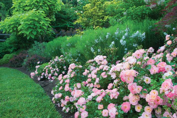 Peach Drift Drift Roses