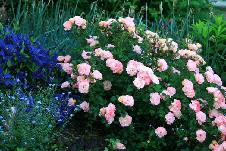 Peach cheap drift rose