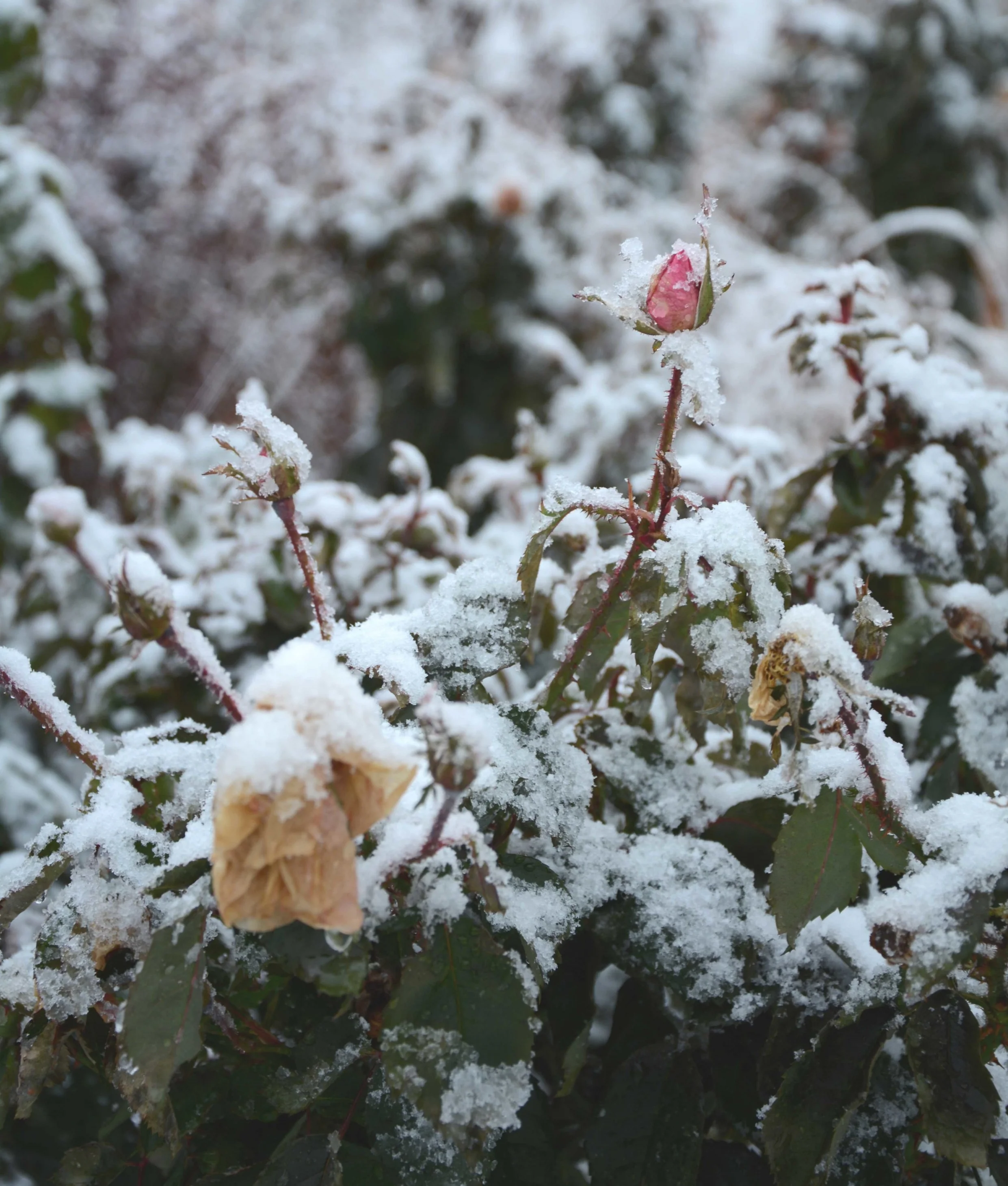 roses_in_winter.jpg
