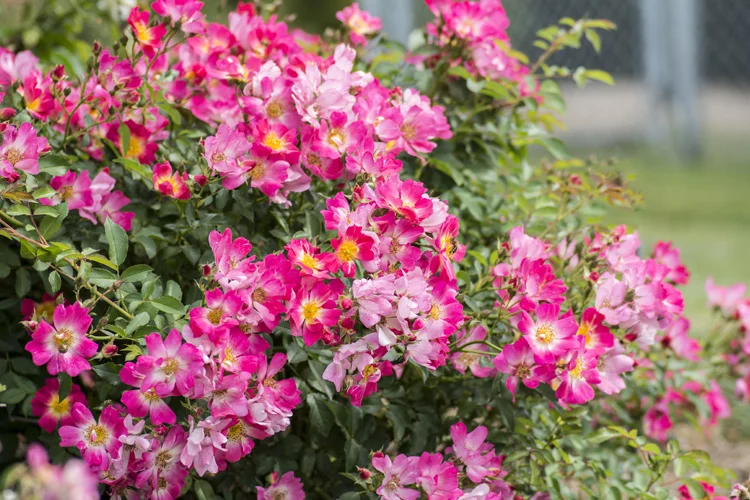 pink2.jpg