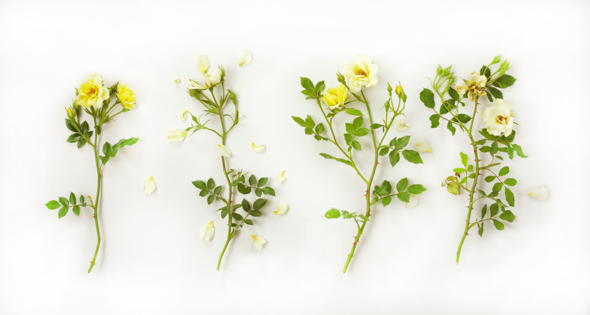 Deadheading Drift® Roses — Drift® Roses