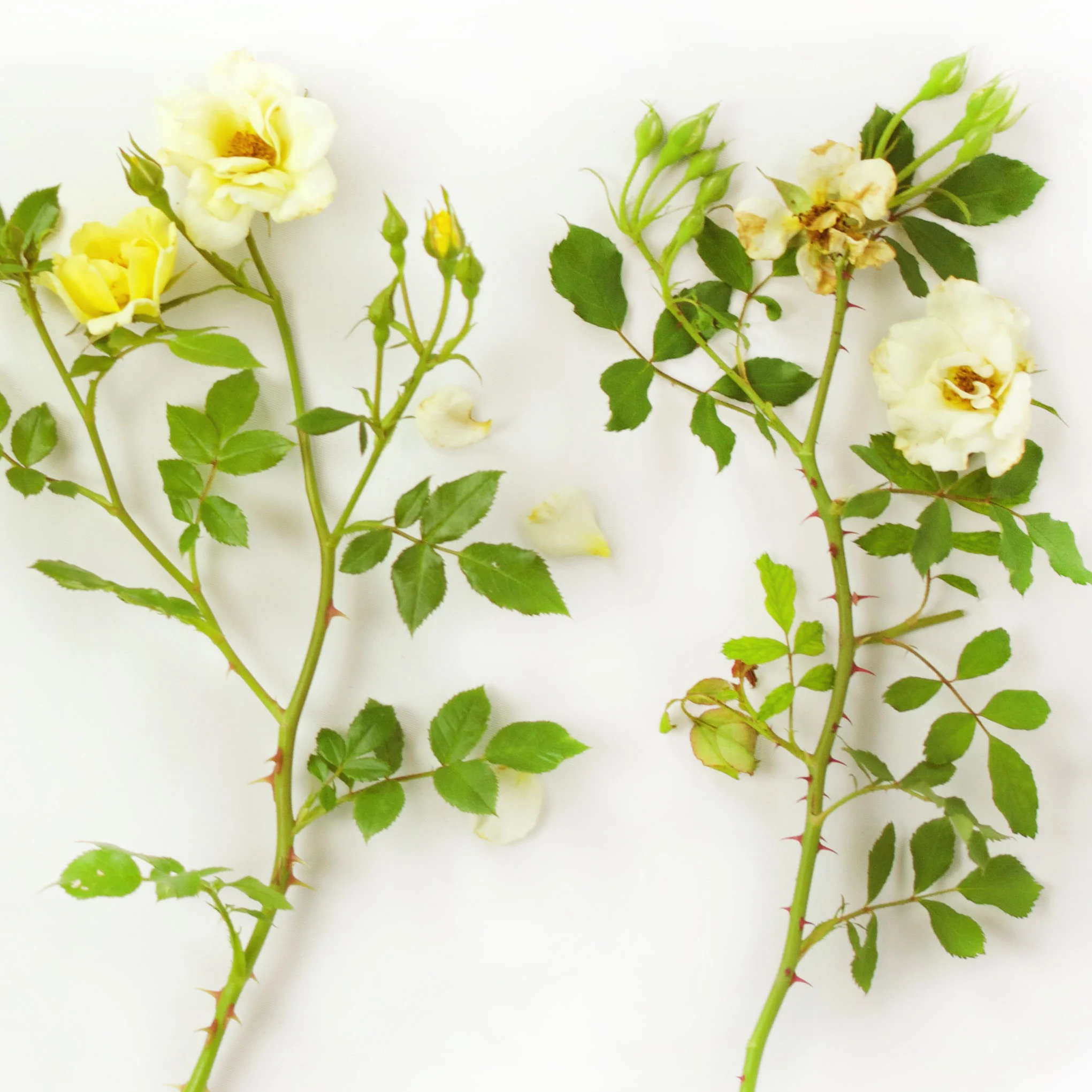 Deadheading Drift® Roses