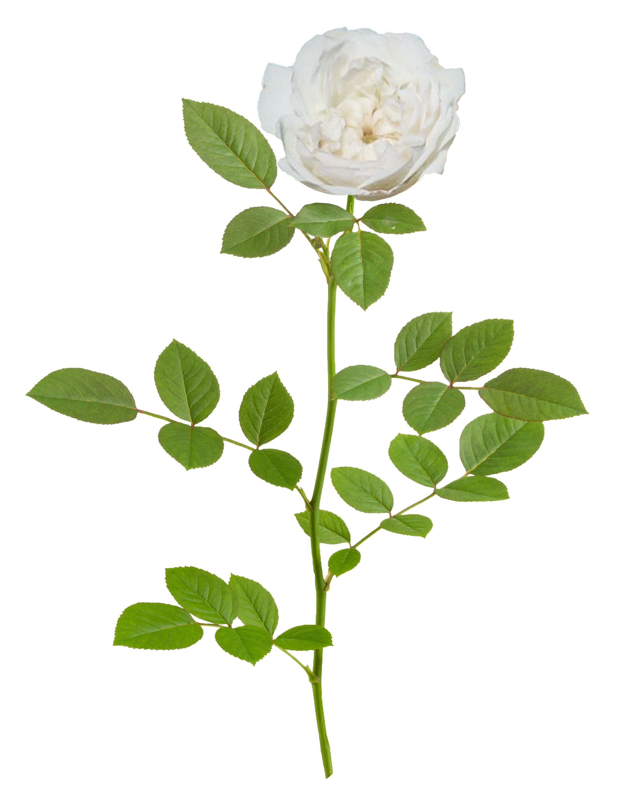 icy_drift_branch.png