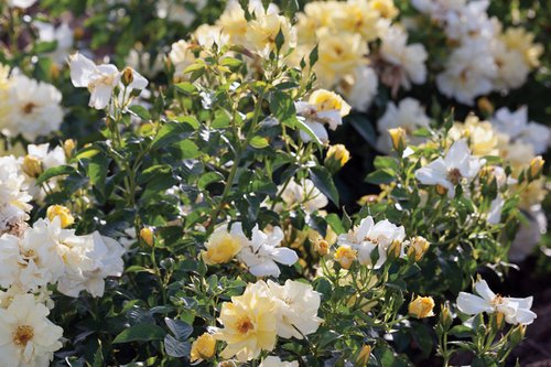 Lemon Drift® — Drift® Roses