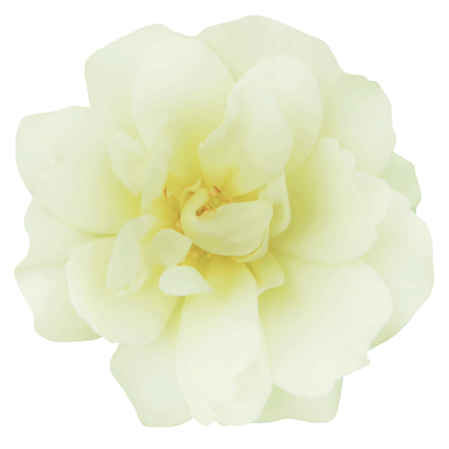 The Collection Drift Roses