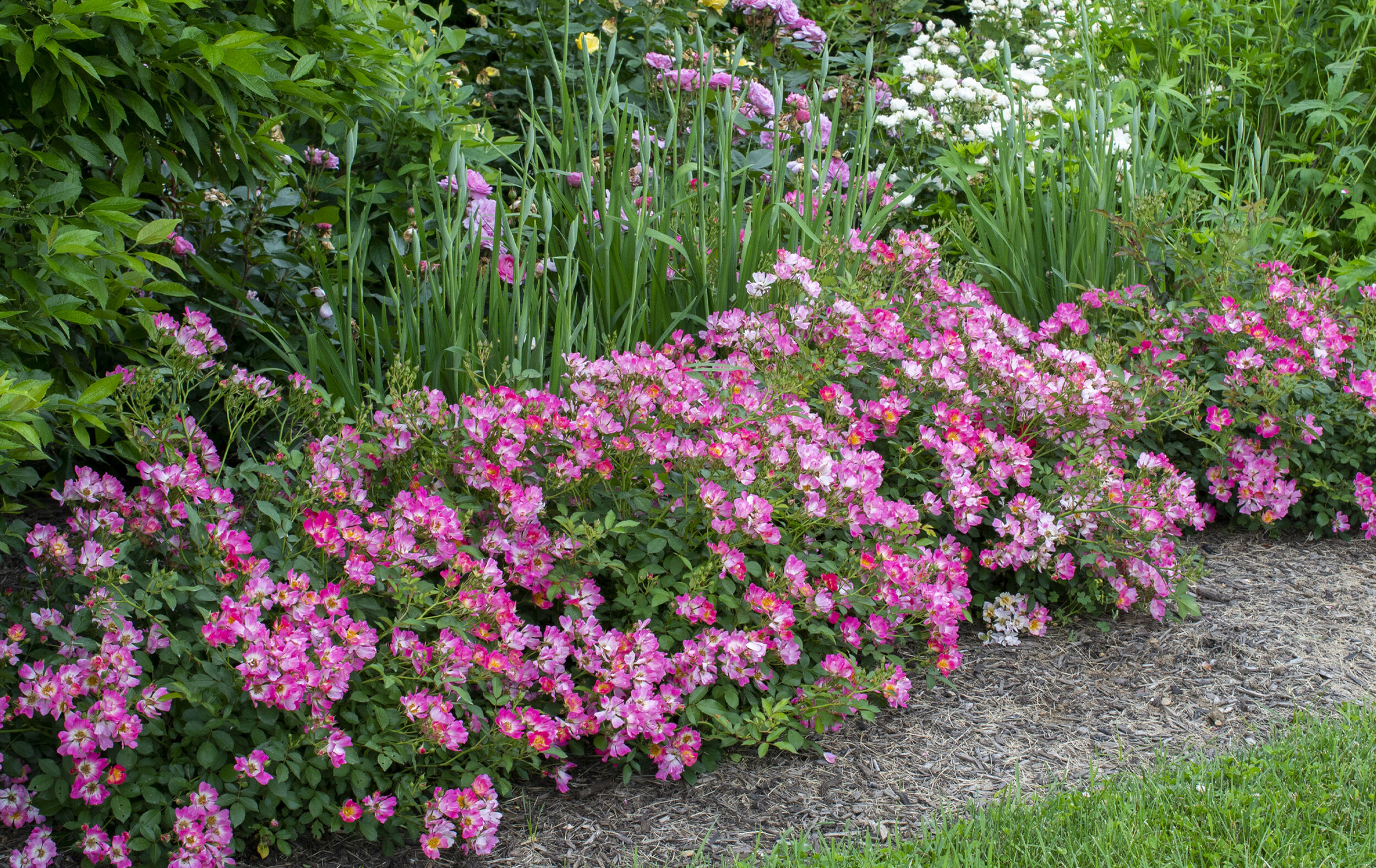 pink drift rose bush