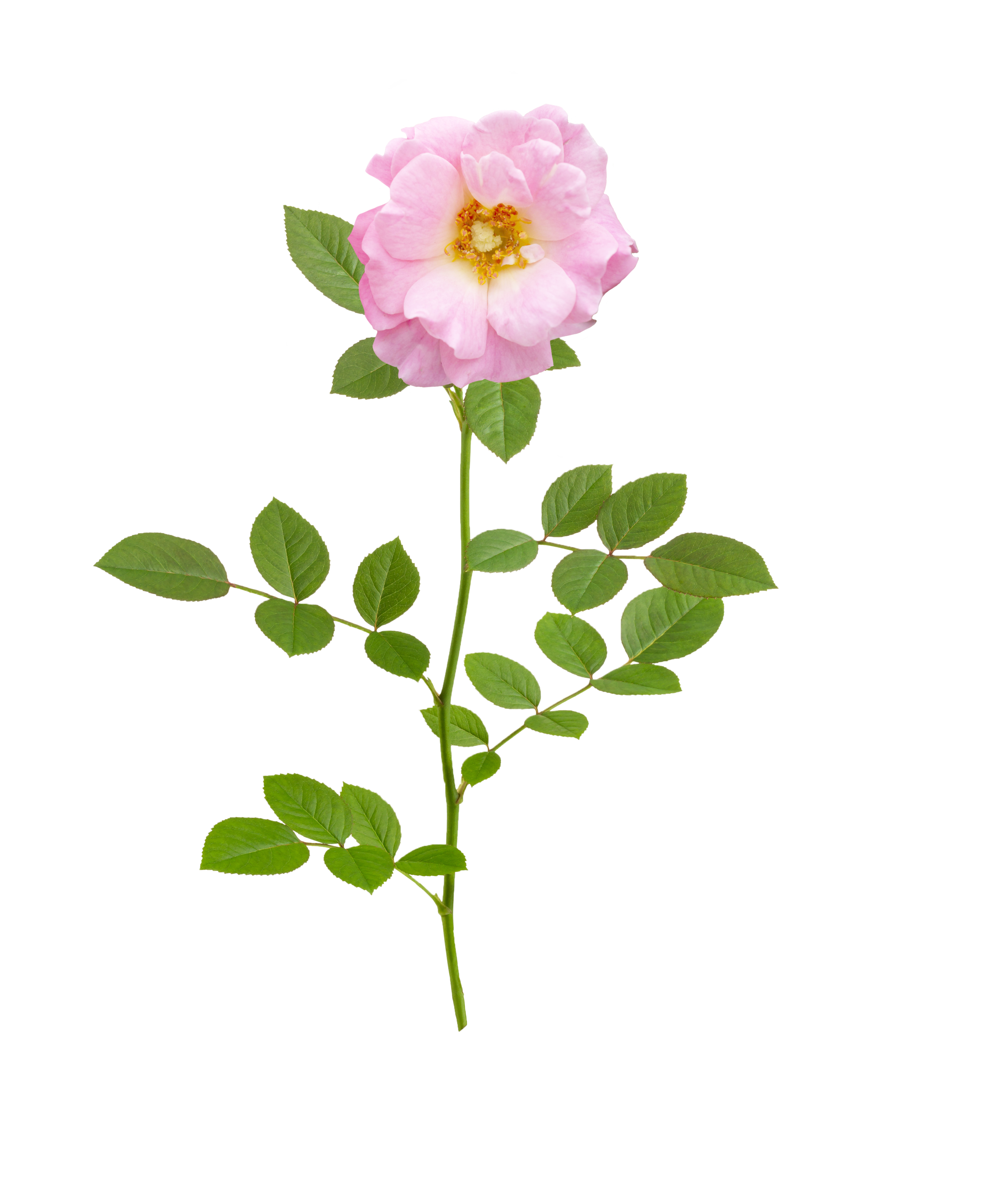 the Collection — Drift® Roses