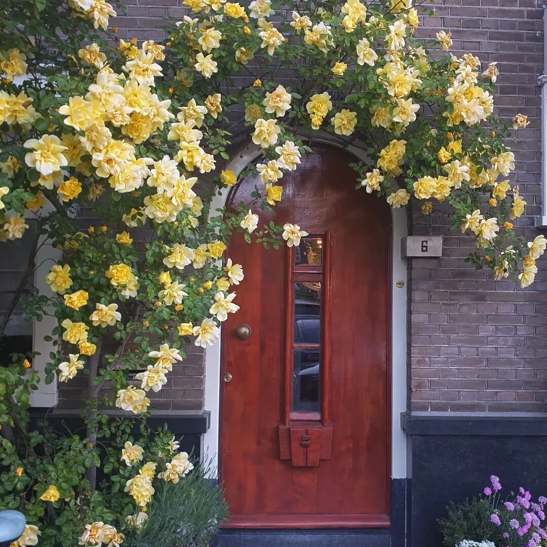 Mei maand is de rozenmaand en al fietsend door amsterdam kom je zo veel moois tegen. Een roos op de juiste plek is eigenlijk een hele dankbare plant. Weinig onderhoud, hooguit wat mest, voldoende water en 1 keer per jaar snoeien. Maar wat een effect!