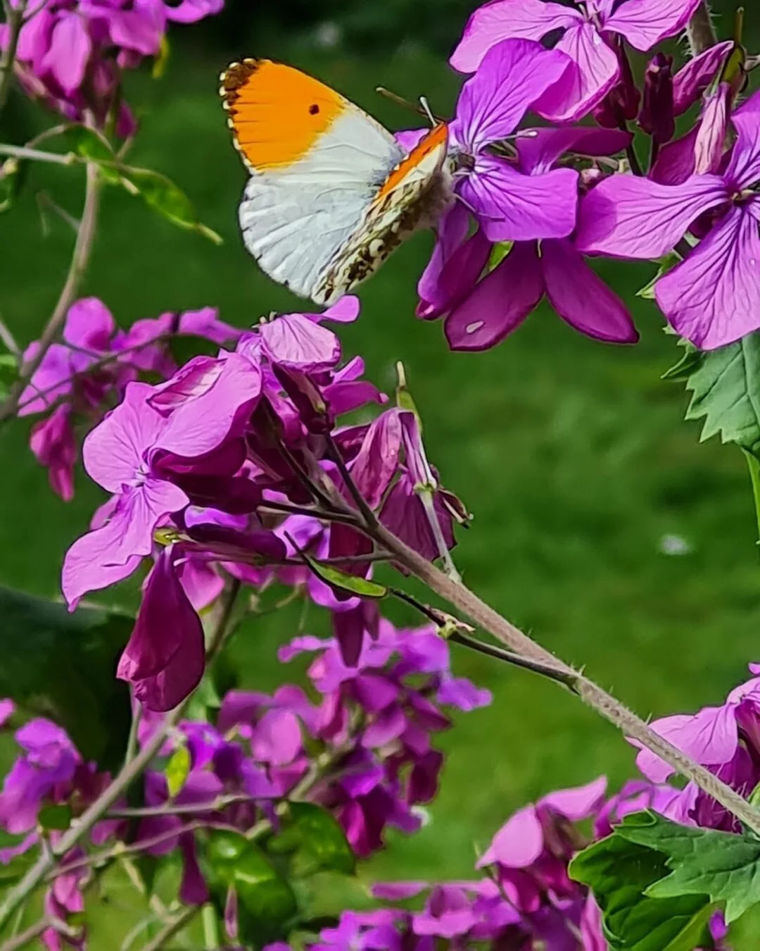 Je moet er even de tijd voor nemen wil je Oranjetip op beeld krijgen . Alleen te zien april/mei #judaspenning#oranjetip#vlindertuinen#biodiversevlindertuin