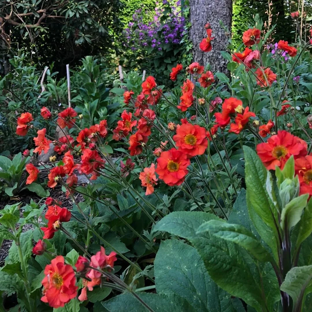 Voor wie durft te knallen met kleur. Geum chiloense&nbsp;'Mrs. Bradshaw'