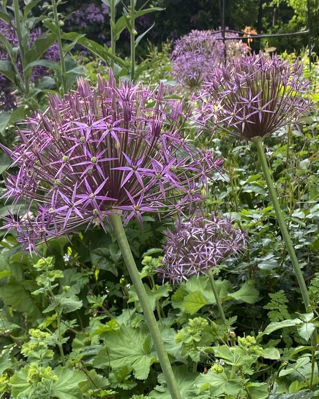 Allium&rsquo;s prachtige overbrugging voordat het zomer spektakel losbarst #insectenplanten#biodiversetuinen#voorjaarsbeplanting #Allium#