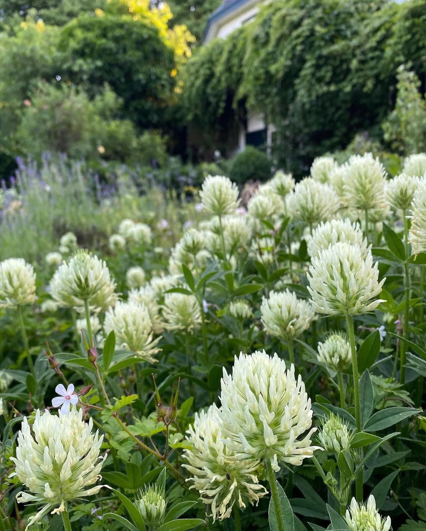 Trifolium &amp; Mari&eacute; Matilda in het avondlicht van juni de mooiste tijd voor een witte tuin #wittetuin#biodiverstuinaanleg#Amsterdamtuinontwerp#Urbanbotanist#