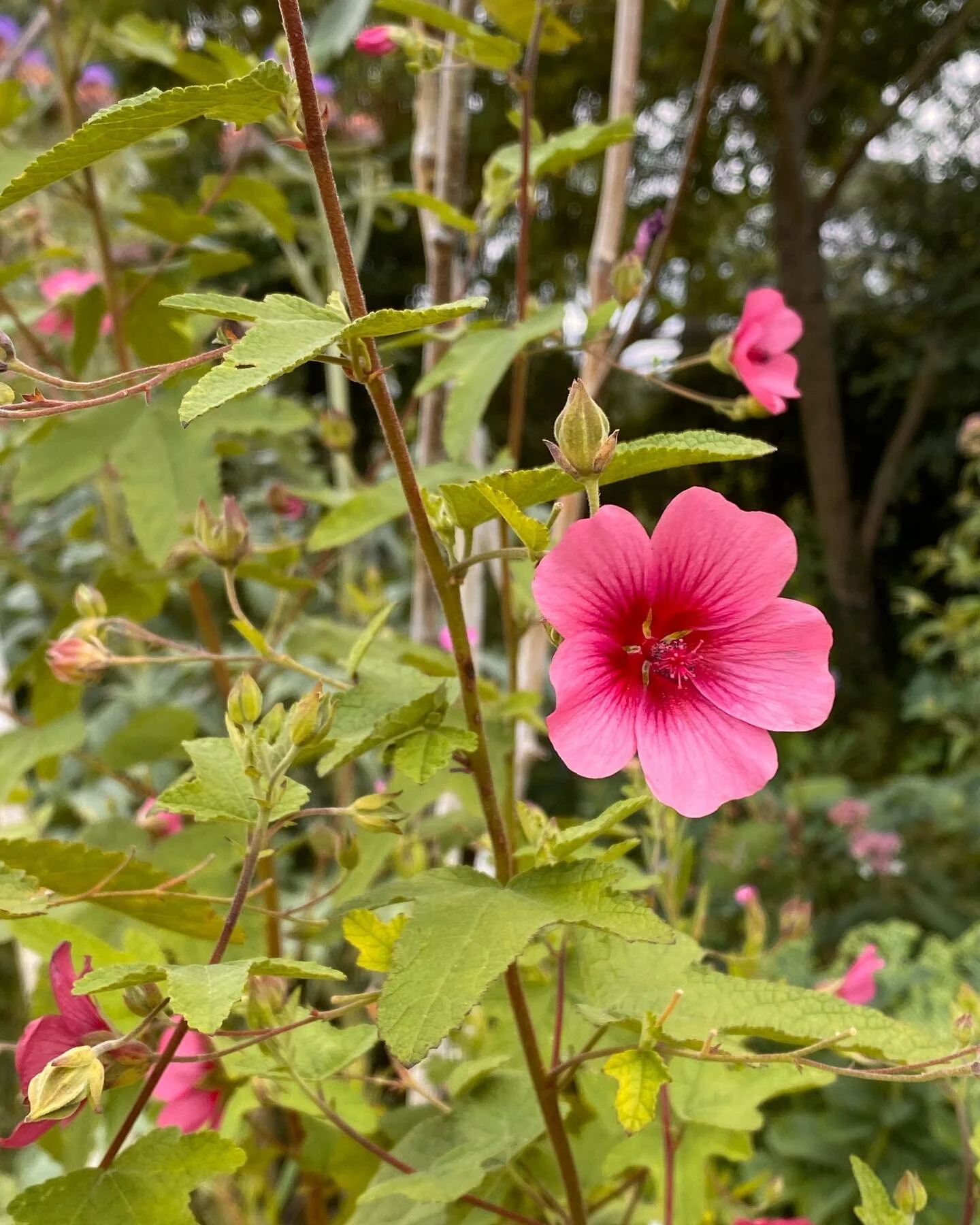 Althea cannabina #zonneborders#bijen#biodiversetuinen#tuinontwerpAmsterdam#urbanbotanist#
