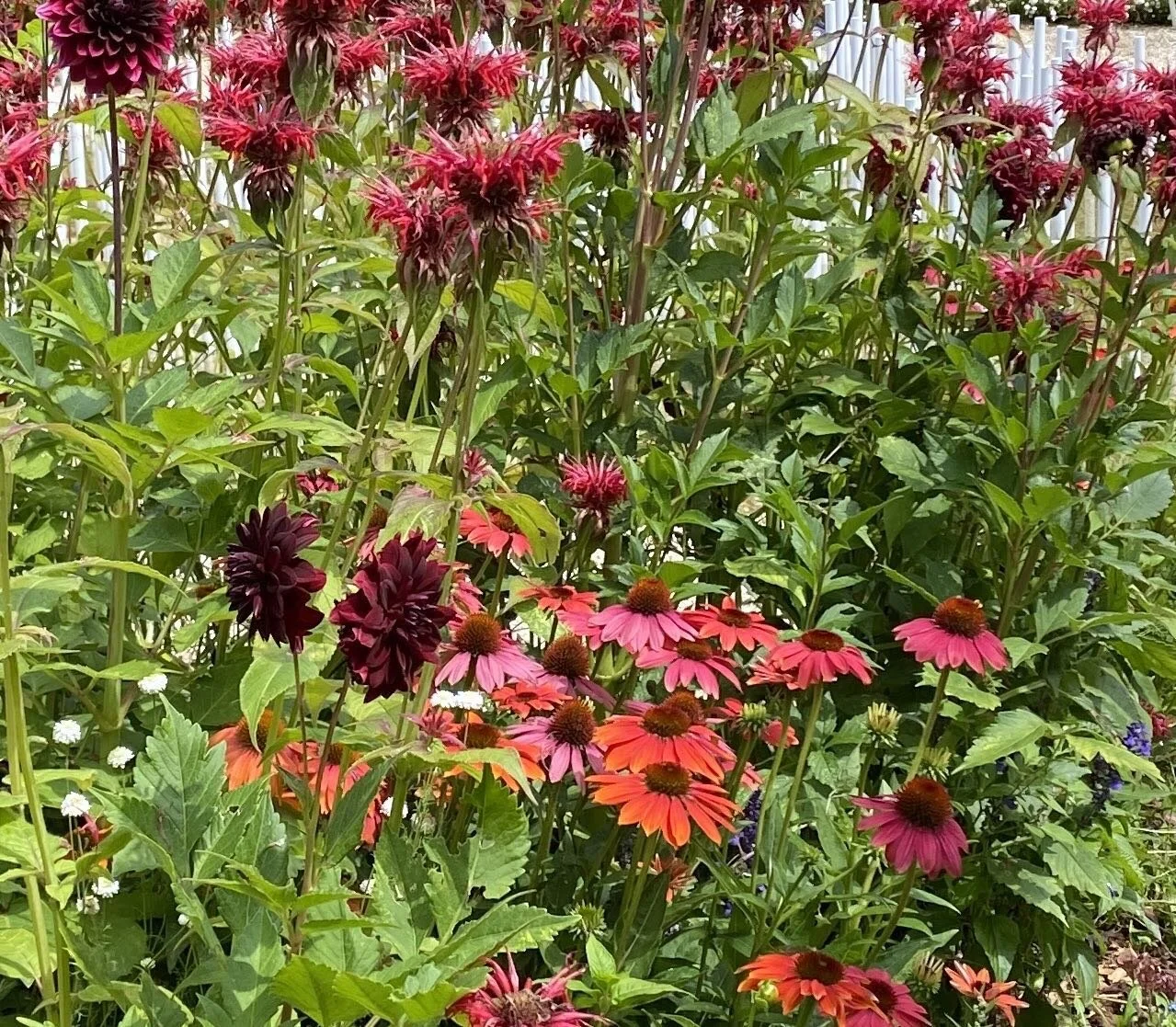 Hotsummer plantschema #bloemborders op kleur#rodevasteplanten#combineren met Dhalias#bijenborders