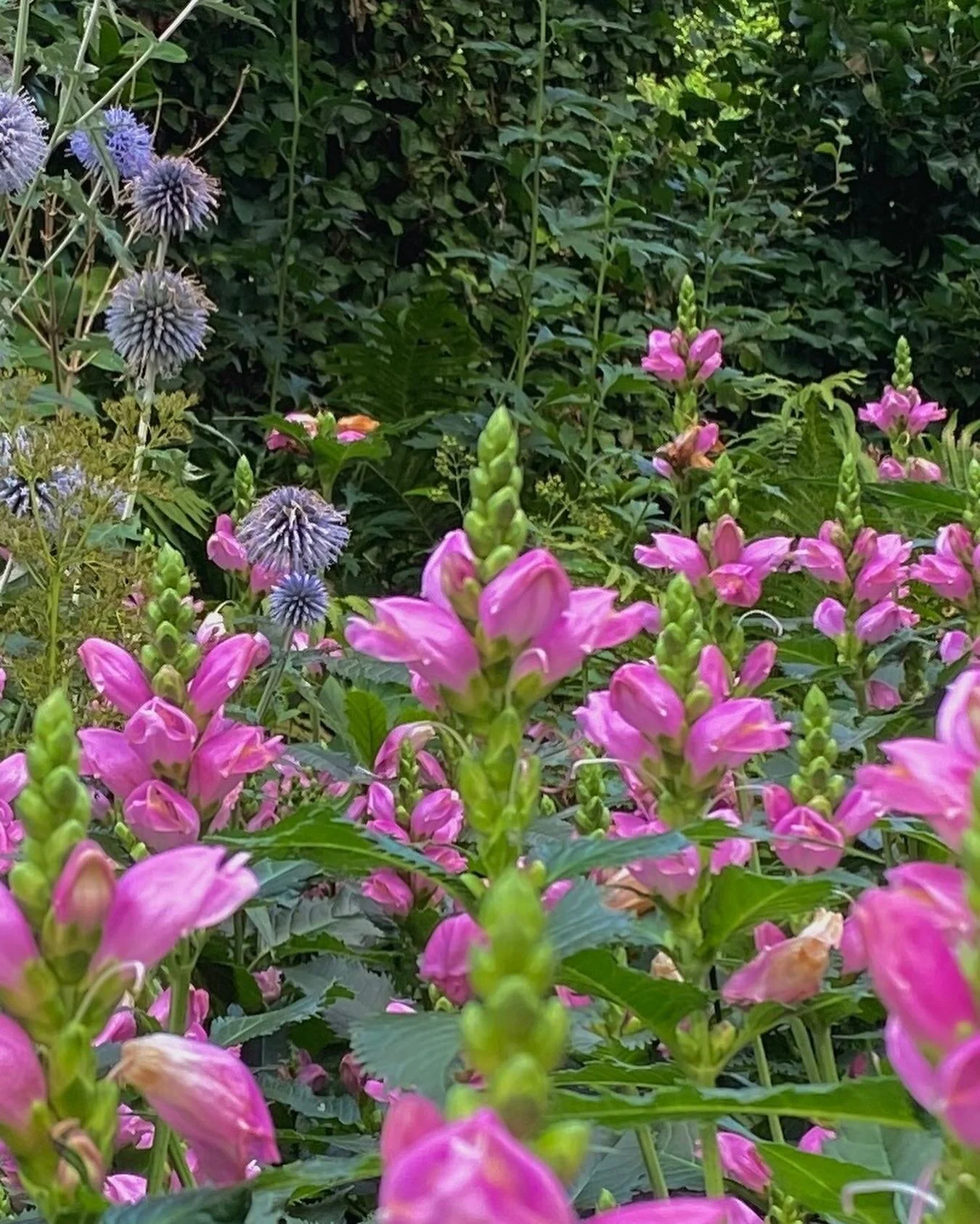 Blijft natuurlijk een dijk van een plant die je nooit hoeft te steunen maar als die het echt naar z&rsquo;n zin heeft dan &hellip;.)#sterkevasteplanten#bijenlokker#rozebloemen#tuinontwerpAmsterdam#biodiversetuinen#kleineruinen#