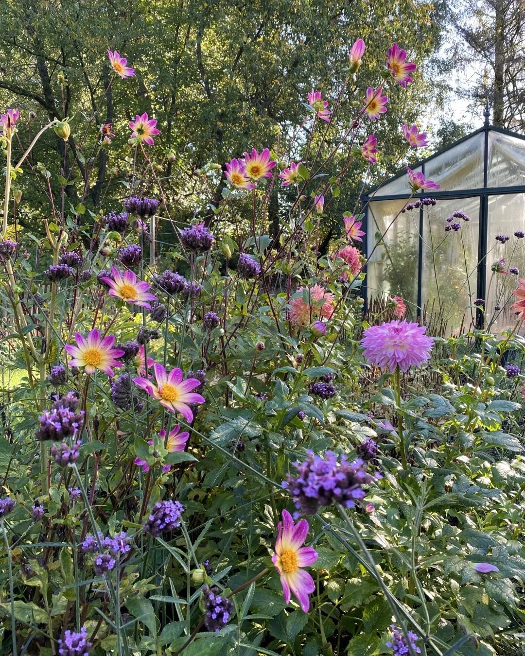 Very bright indeed &lsquo; deze Dahlia Bright Eyes in het gouden herfstlicht#bloementuinen#tuinonwerp#biodiversiteit#