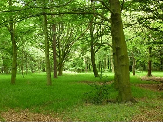 Sarah objects to service station at Smithy Wood