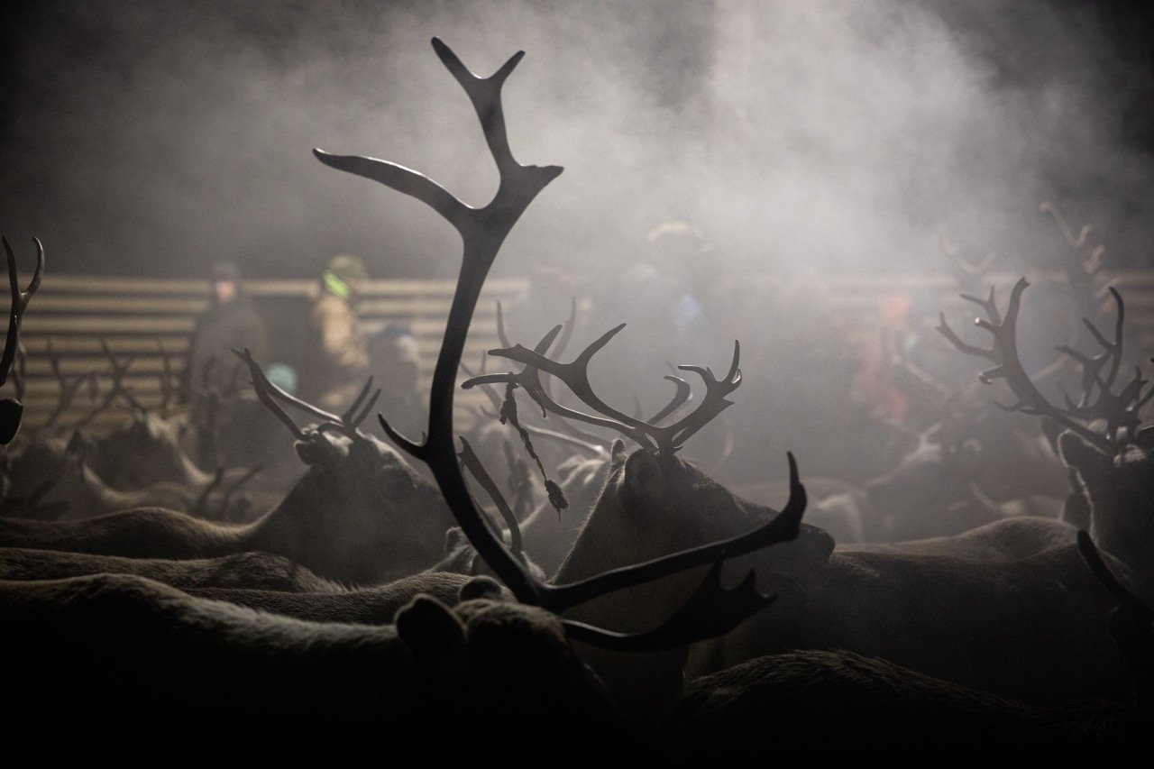 Uten tittel (reingjerde)