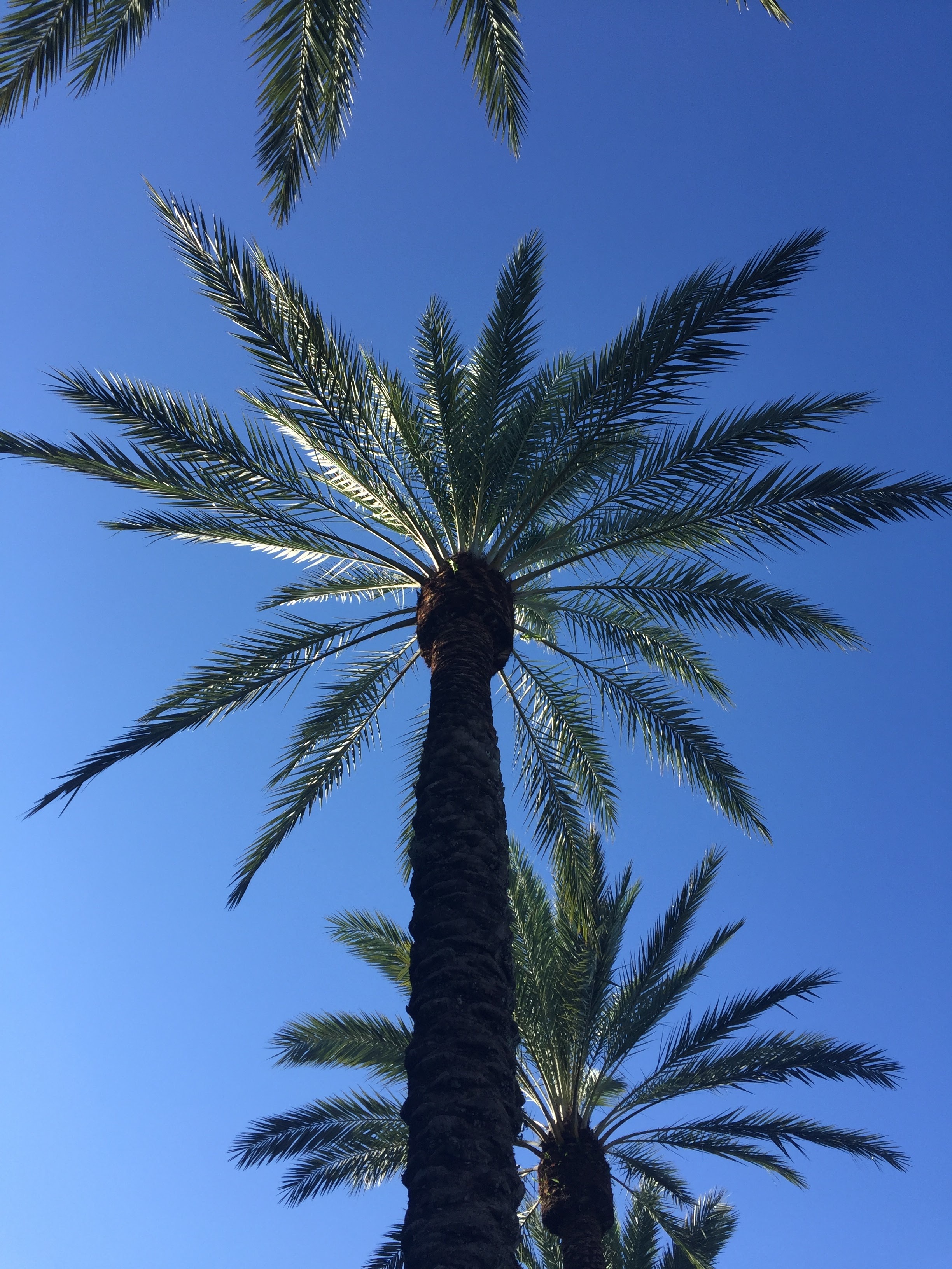 palm tree carolina levie purefood.jpg