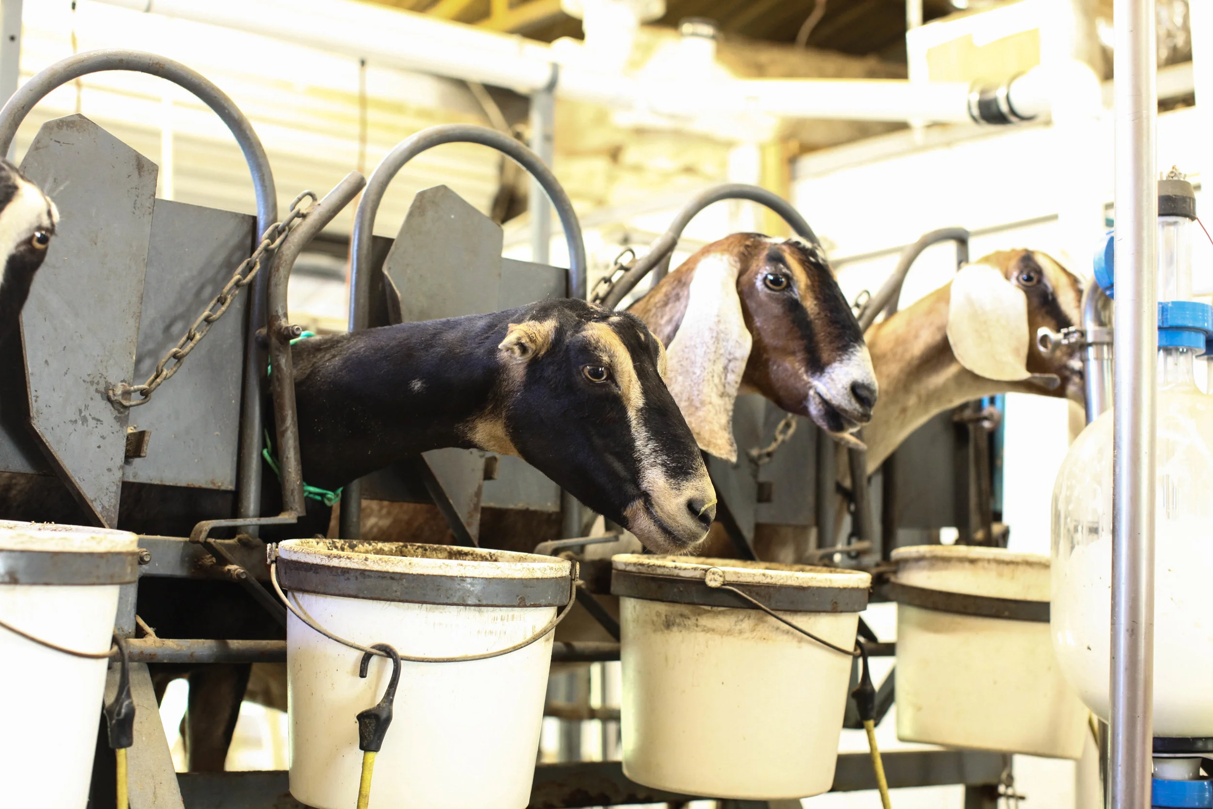 goats-4.jpeg
