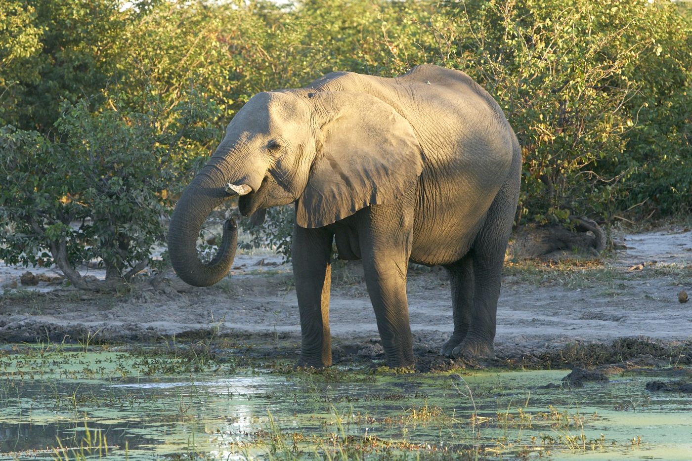  Botswana 