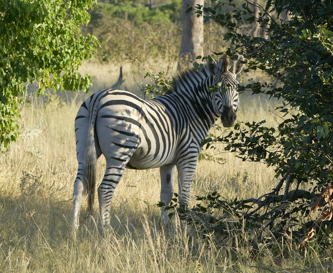 Botswana