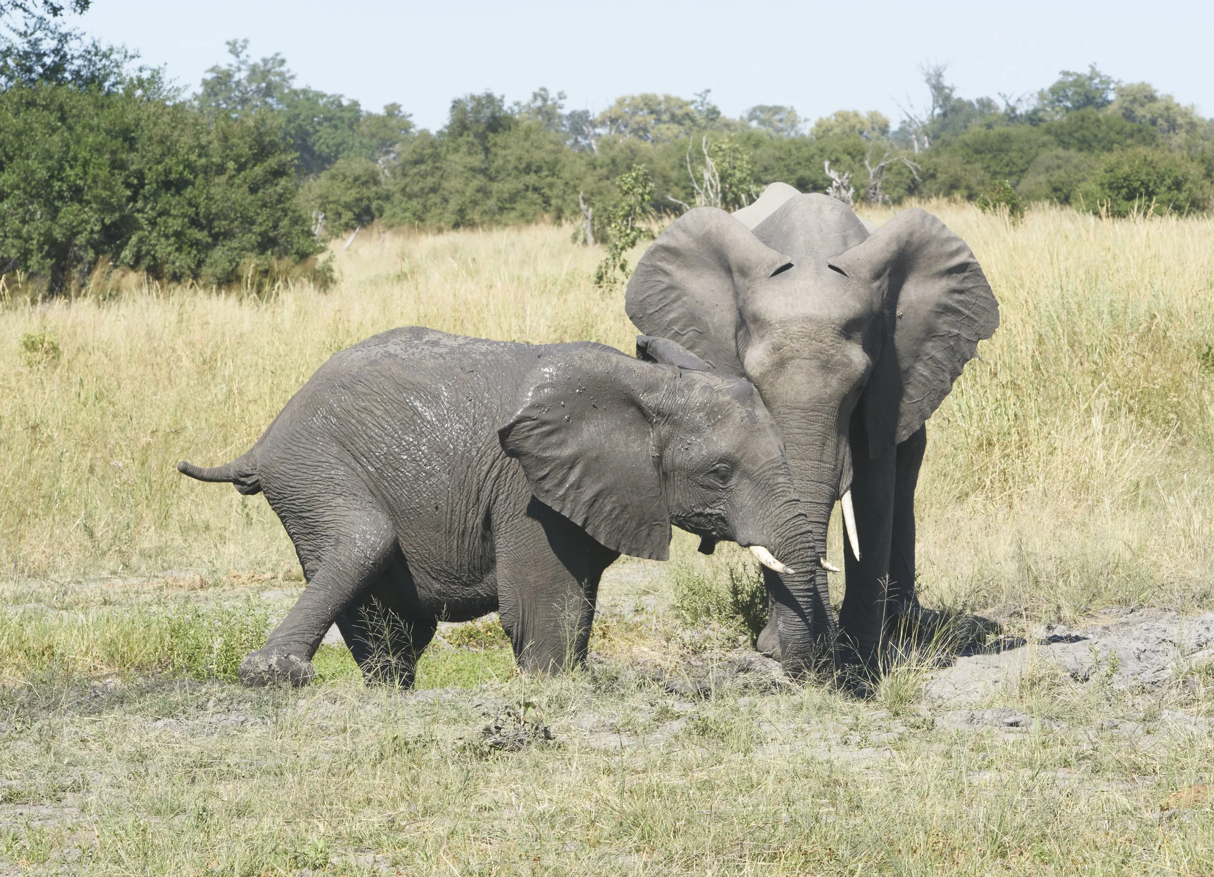 Botswana