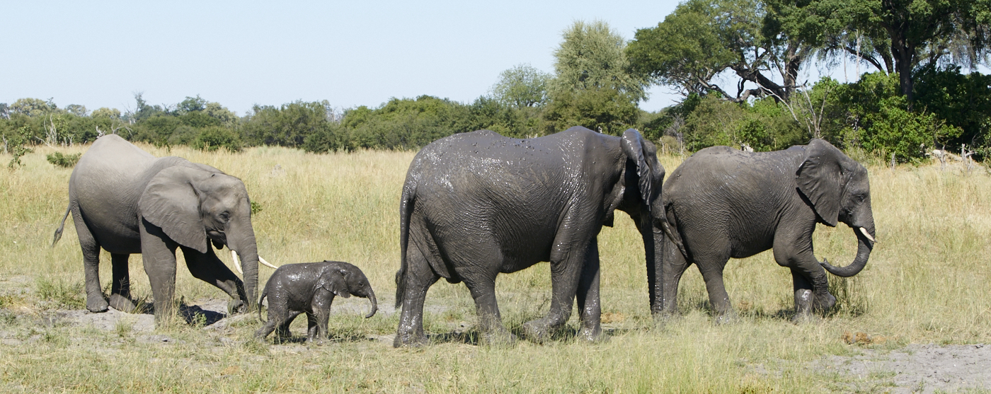  Botswana 