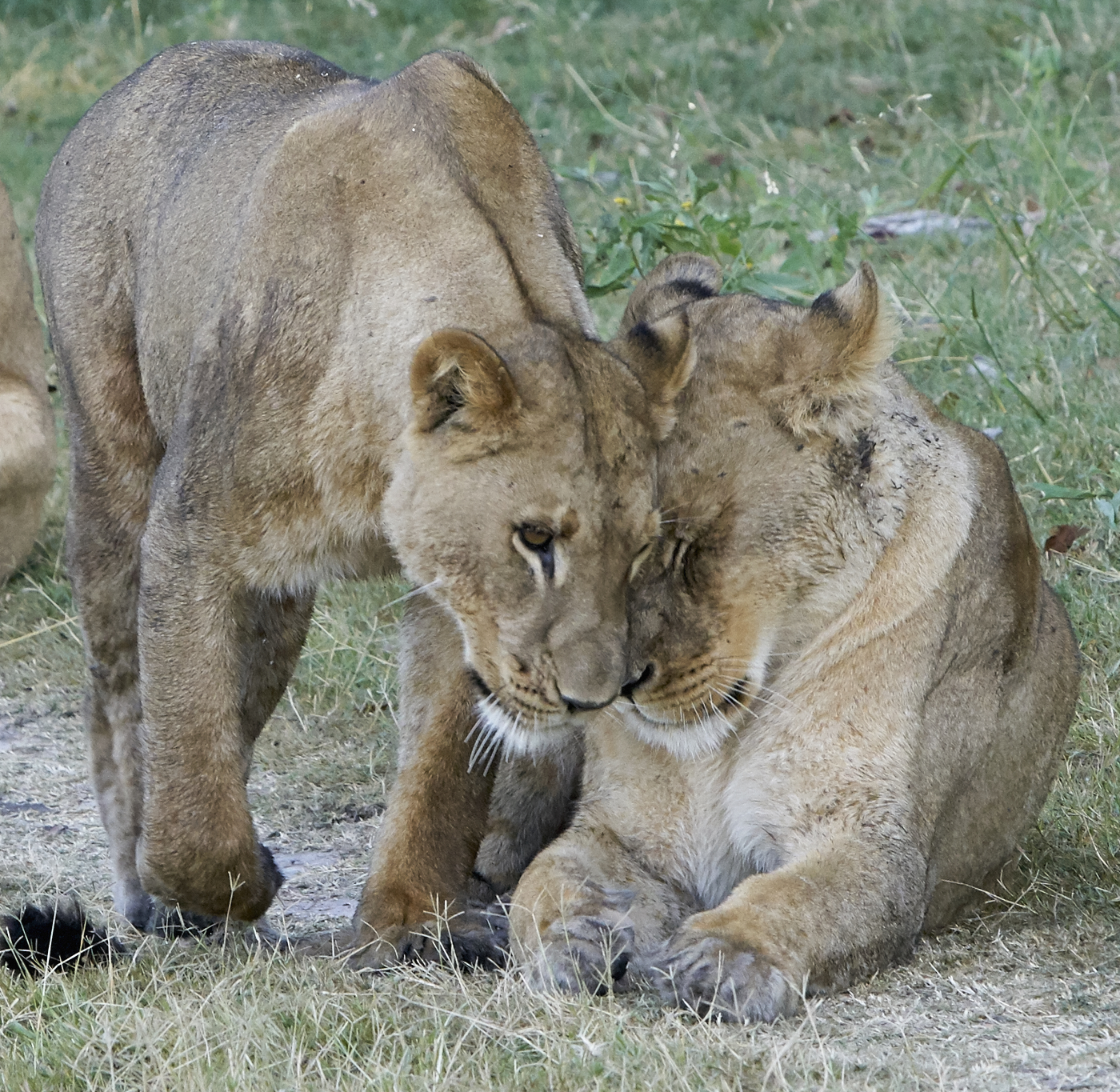  Botswana 