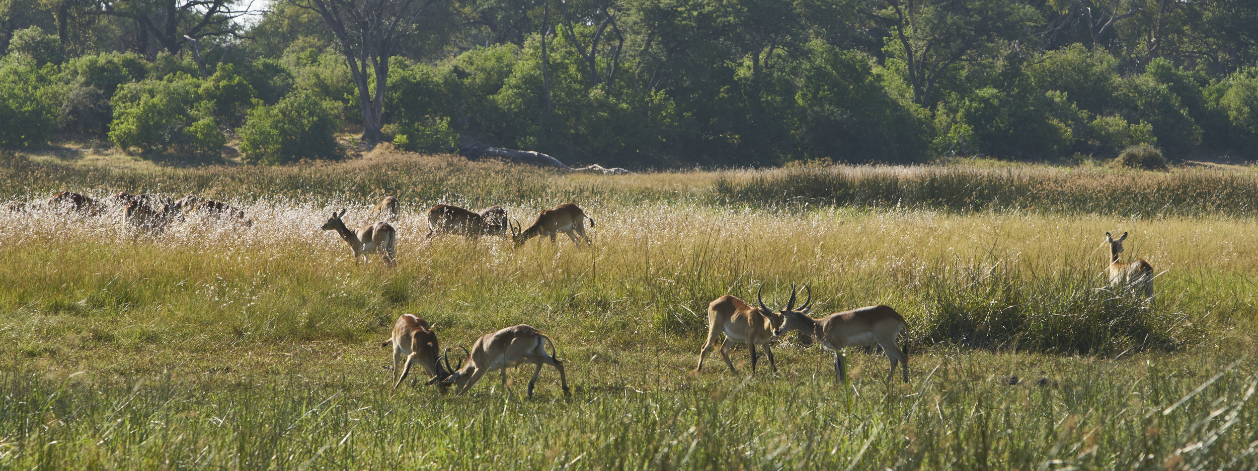  Botswana 