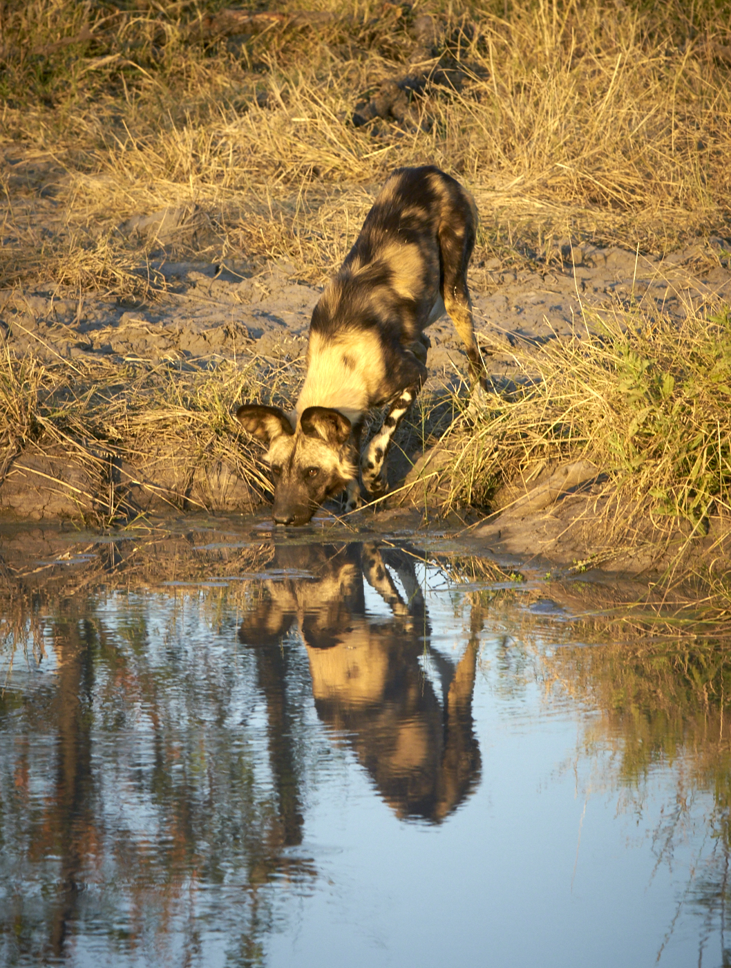  Botswana 