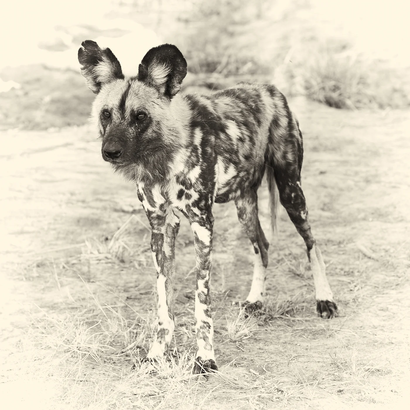 Botswana