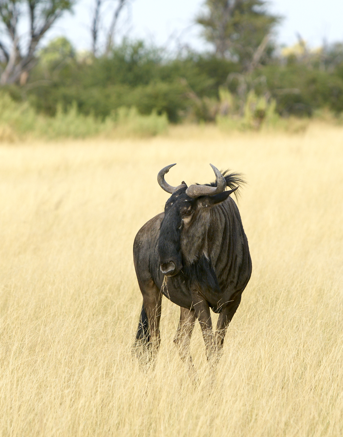  Botswana 