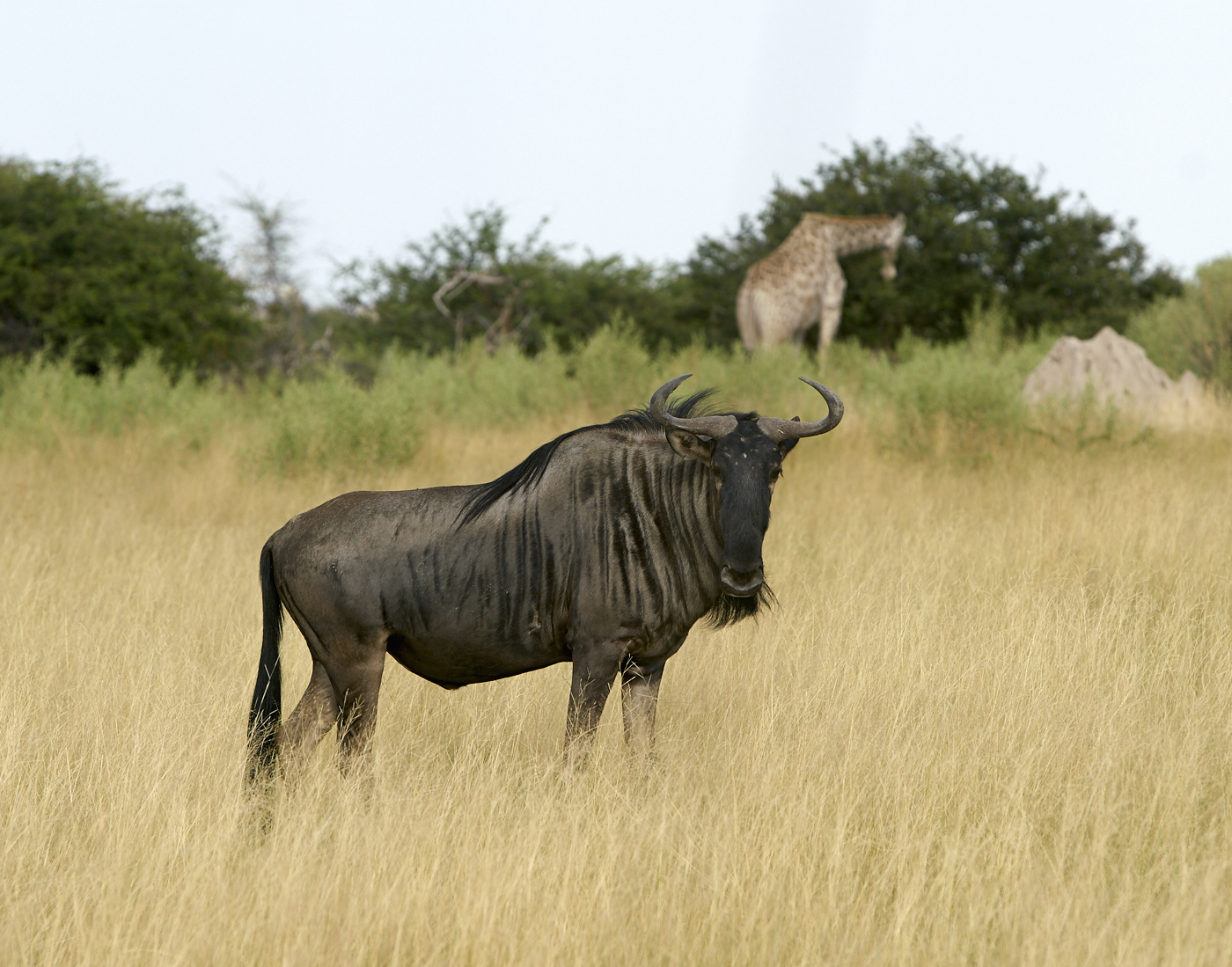  Botswana 