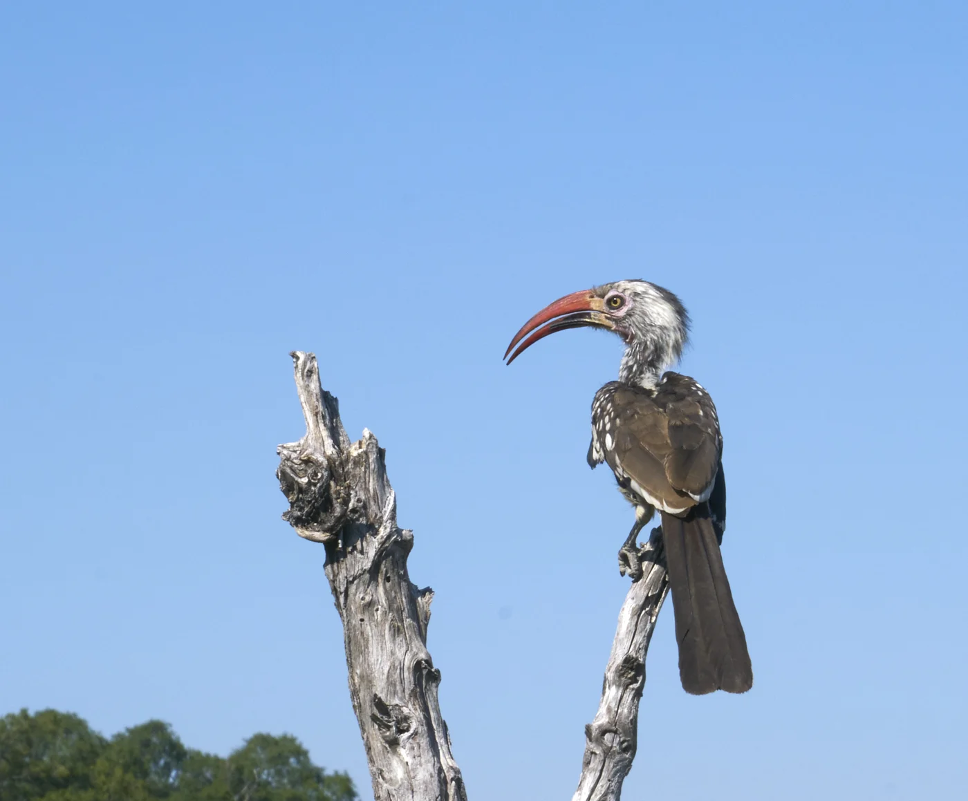 Botswana