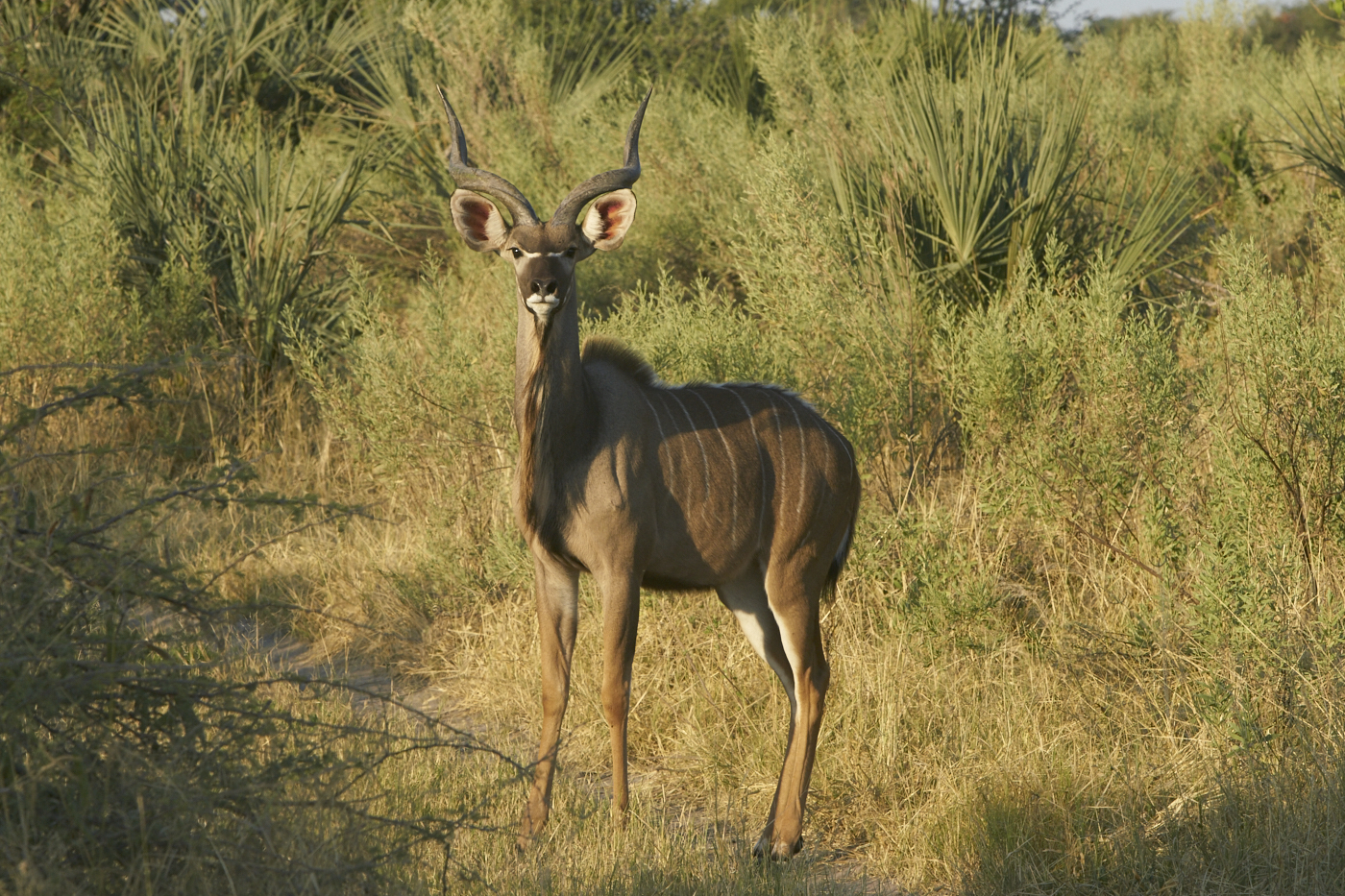  Botswana 