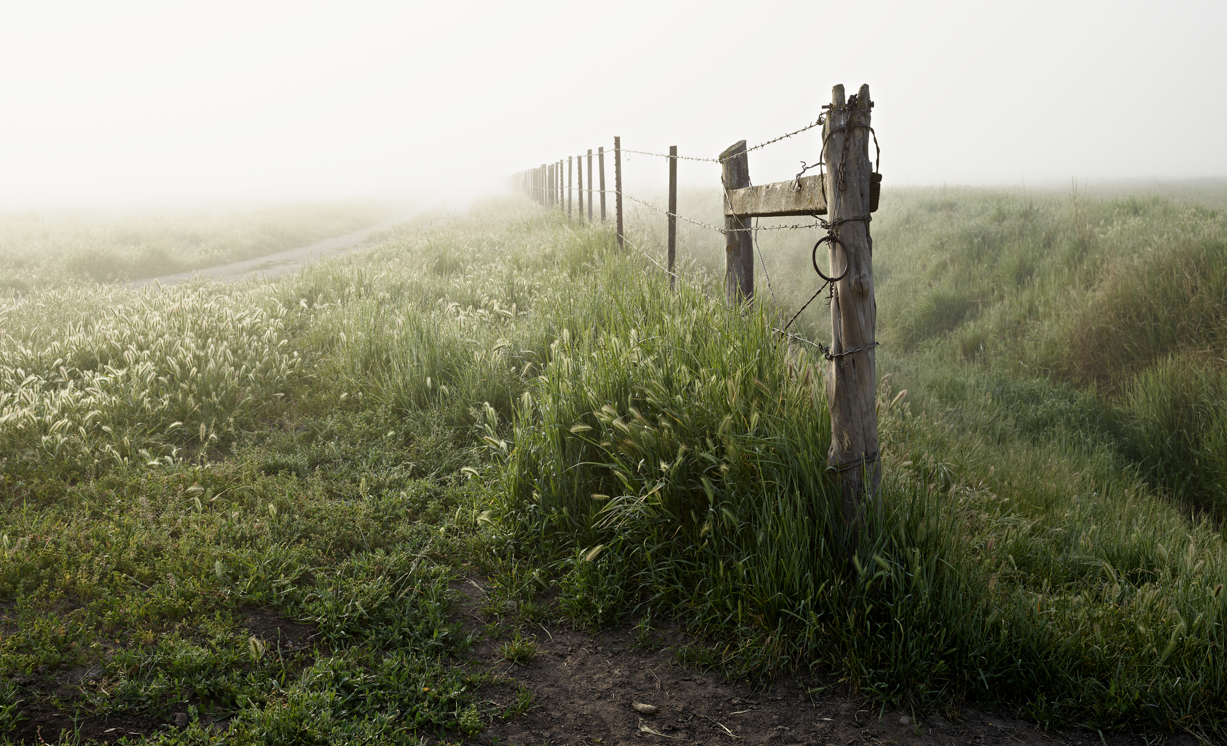 Fence in Fog, Hollister, CA