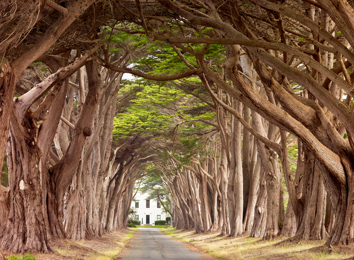 Cypress Trees, Pt Reyes National Seashore